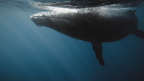 Vista-Lateral-De-La-Ballena-Jorobada-En-La-Superficie-Del-Agua-Del-Océano-Frente-A-La-Costa-De-Tonga