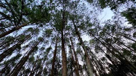 Frog-eye-level-shot-of-pine-trees-forest