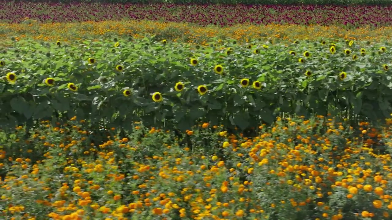 Ripresa con drone: Fiori per il Giorno dei Morti su un campo in Michoacán.