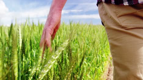 Close-up-of-man-touching-wheat-crops-in-field