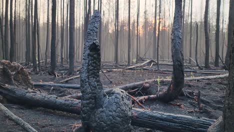 charred remains of tree stump and blackend trees after ontario wildfires, canada