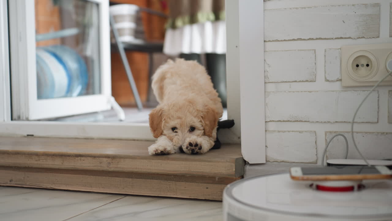 Chow chow dog walking out of doorway toward outside past blurred owner legs in rubber boots under bright natural light near wall socket with smartphone plugged into charger on table and visible vacuum