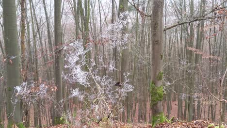 branches with ice covered spider webs moving in the wind