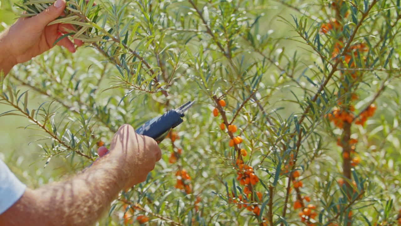 Harvesting orange organic sea buckthorn berries with electric scissors with shallow depth of field on a sunny day