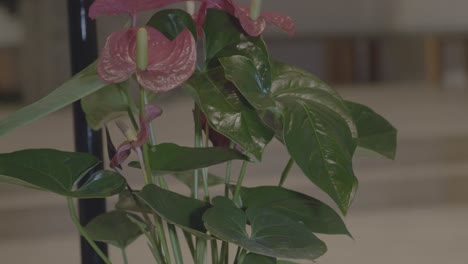 a flowering anthurium in the sanctuary of a church