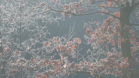 a filigree of the hoarfrost on the dark slender branches of the oak tree adorned with withered leaves