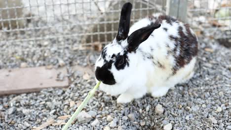 rabbit munching on food at a market