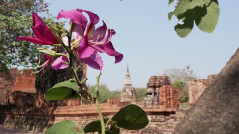 flower and buddhist temple of thailand background wat maha that ว ดมหาธาต