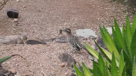 roadrunner with lizard in mouth