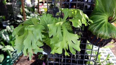 time-lapse of a plant's growth in a nursery.