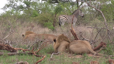 leones machos en emboscada para la presa manada de cebras, paisaje de pastizales subsaharianos