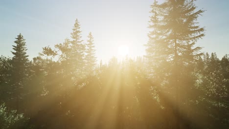 healthy green trees in a forest