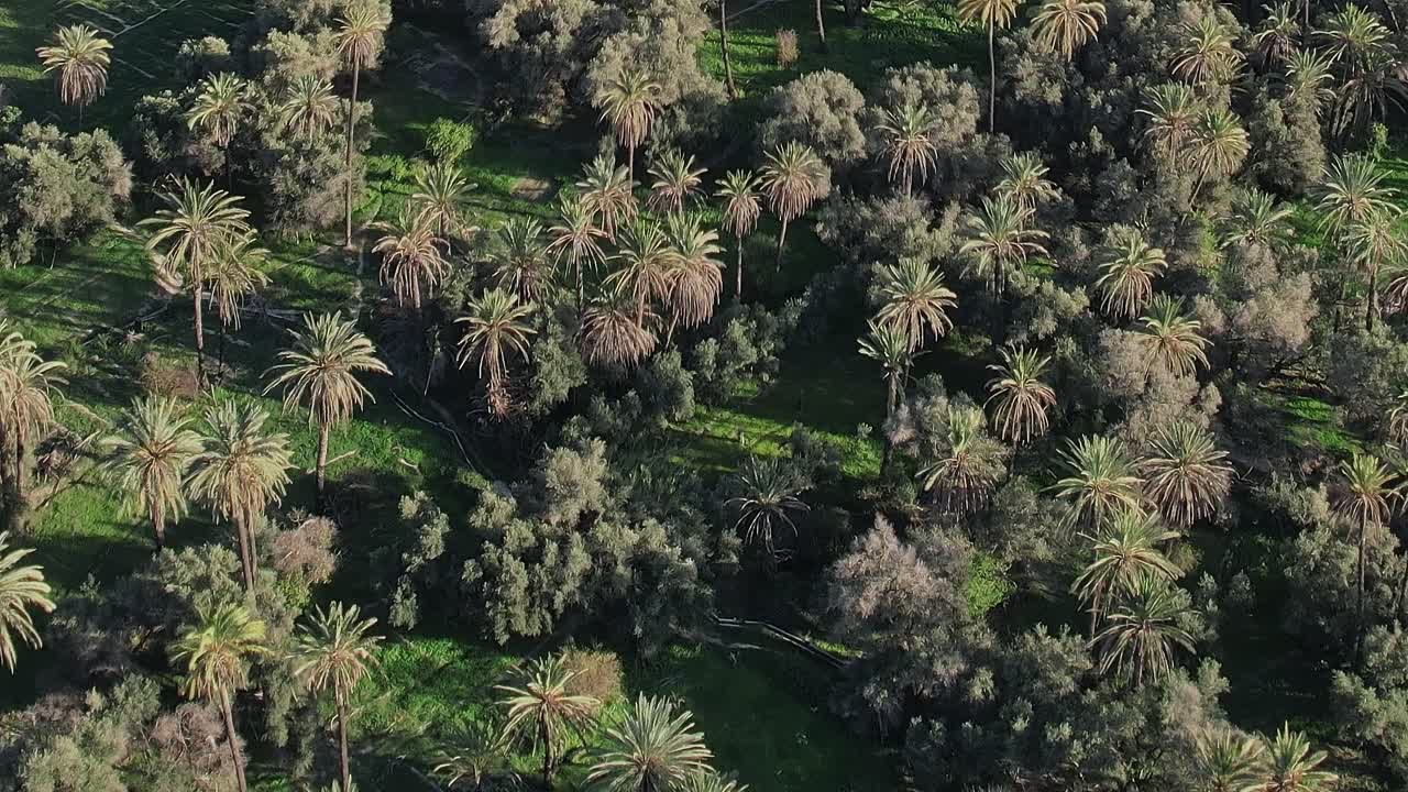 Aerial view of palm trees and greenery in Morocco landscape
