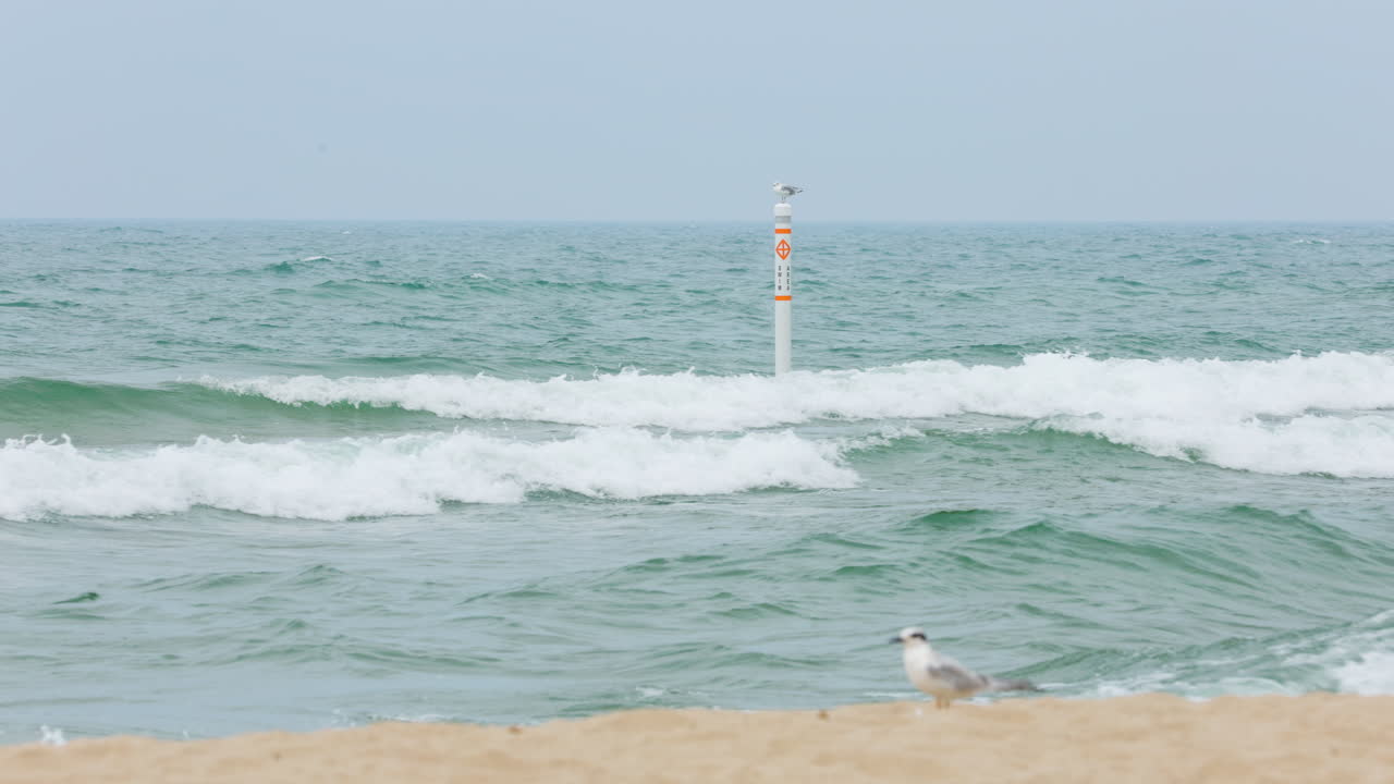 Waves rolling past a swim buoy with seagulls in the shot