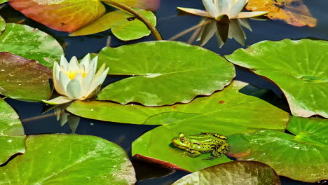 shot of a green frog on lily pad beside a beautiful white water lily