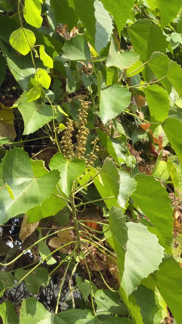Foglie verdi e boccioli fioriti di un albero alla luce del sole