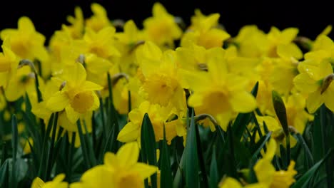 a bed of bright yellow daffodil flowers grown in an english garden