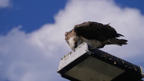 white-breasted sea eagle feeding while perching on metal structure against clouded sky. closeup, low angle shot