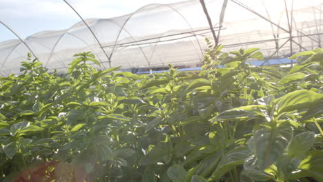 hydroponic farm with lush green plants growing in greenhouse environment
