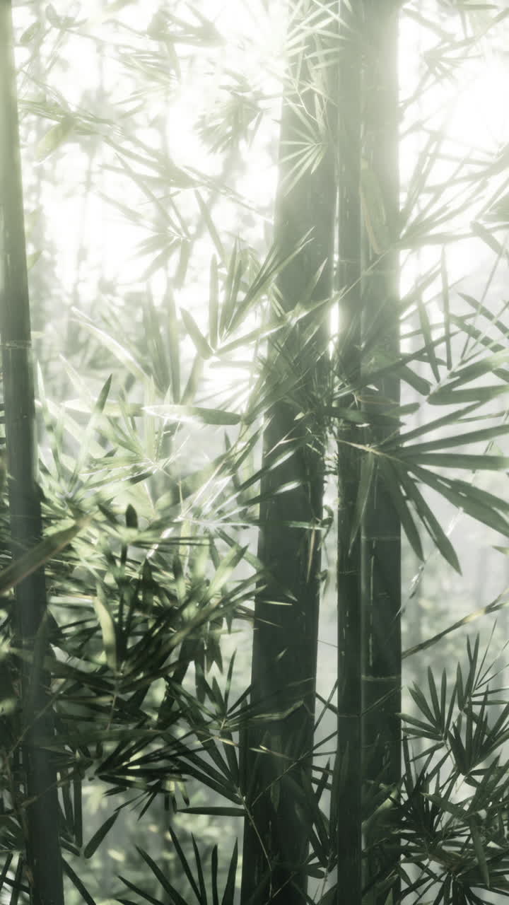 la luz del sol filtrándose a través de un bosque de bambú