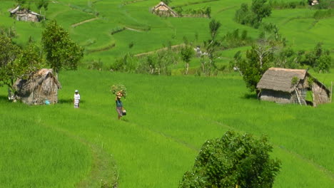 Una-Granja-De-Arroz-En-Terrazas-Cultiva-Campos-Verdes-9