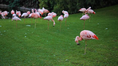 pink flamingos at the auckland zoo of new zealand