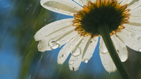 daisy in the rain