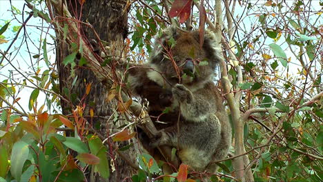 zoom into a koala bear in a eucalyptus tree in australia 1