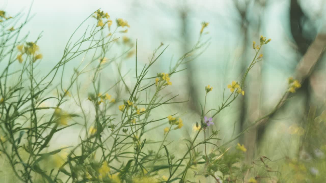 Beautiful wildflowers swaying in the wind, captured with a Petzval-style lens that adds a vintage, dreamy atmosphere with soft swirly bokeh and warm pastel tones.