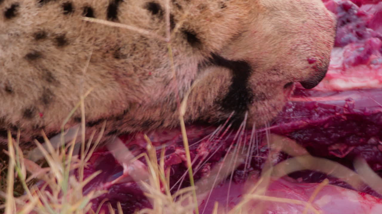 Extreme close up shot of a collared cheetah's head ingesting on a kill