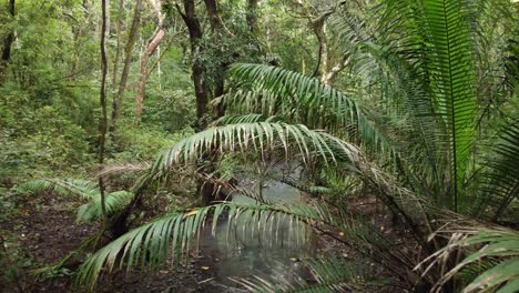 Camera-following-and-revealing-water-stream-in-a-dense-Panama-Jungle