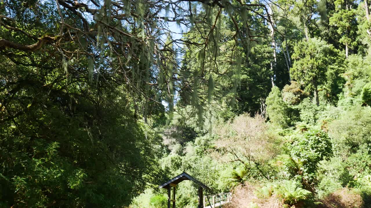 whirinaki 보존 공원에서 화창한 날과 푸른 하늘에 매달린 덩굴이 있는 울창한 숲의 패닝 샷