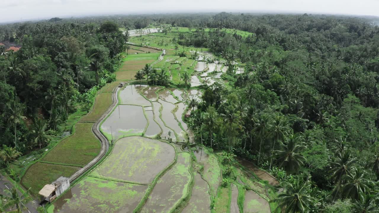 vista aérea que muestra campos de plantación inundados en la zona tropical de la isla de bali durante un día soleado y nublado