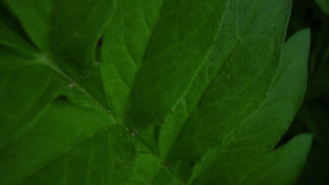 green big bush leafs blossoming in spring forest in closeup. nature background.