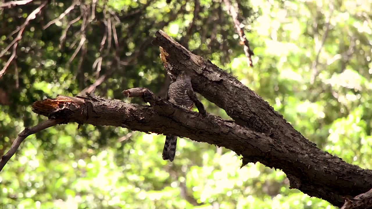 Bicoloured hawk , attentive, looking around from a tree