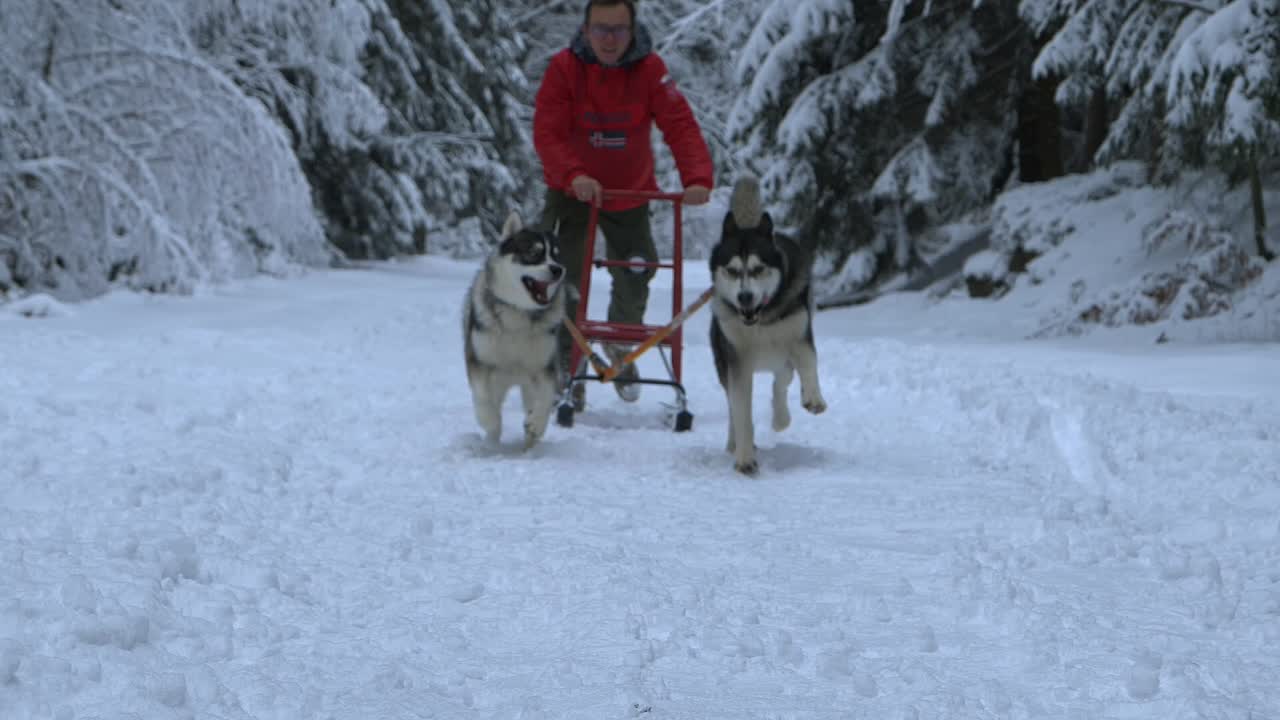 perros huskys arrastrando a un hombre en un trineo, en un día nublado de invierno, en polonia - tiro a cámara lenta