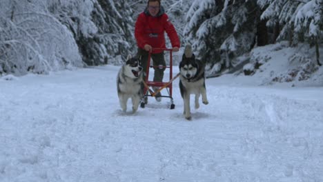 Perros-Huskys-Arrastrando-A-Un-Hombre-En-Un-Trineo,-En-Un-Día-Nublado-De-Invierno,-En-Polonia---Tiro-A-Cámara-Lenta