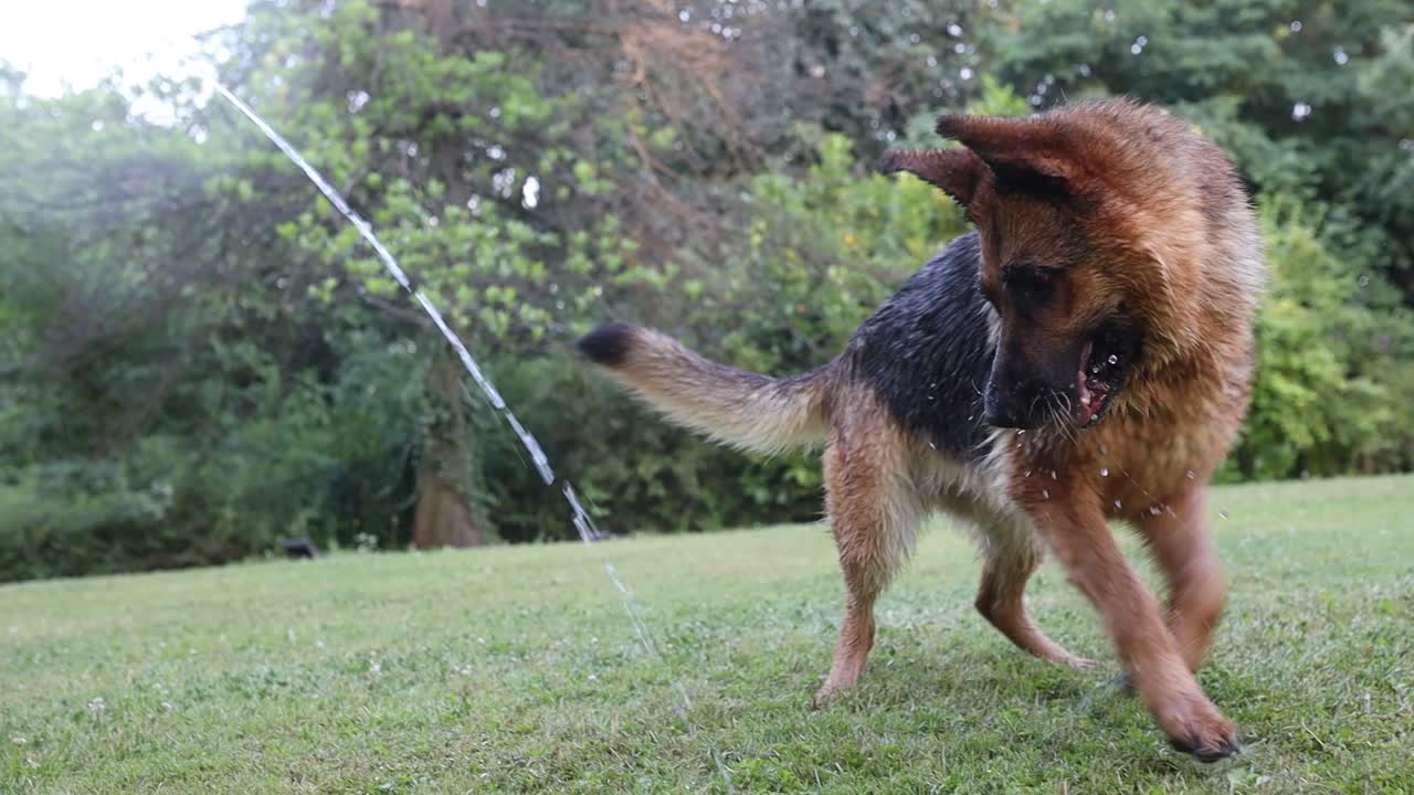 Ripresa cinematografica al rallentatore di un cane pastore che cerca di prendere l'acqua da una canna da giardino
