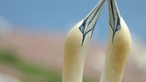 Northern-gannet-face-close-up-in-4k-60fps-slow-motion-taken-at-ile-Bonaventure-in-Percé,-Québec,-Gaspésie,-Canada