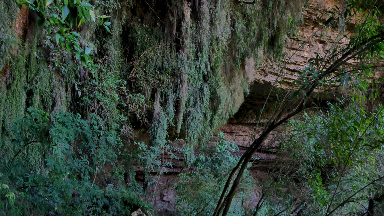 pared de montaña verde cubierta con hojas verdes y plantas que crecen en la jungla de nueva zelanda