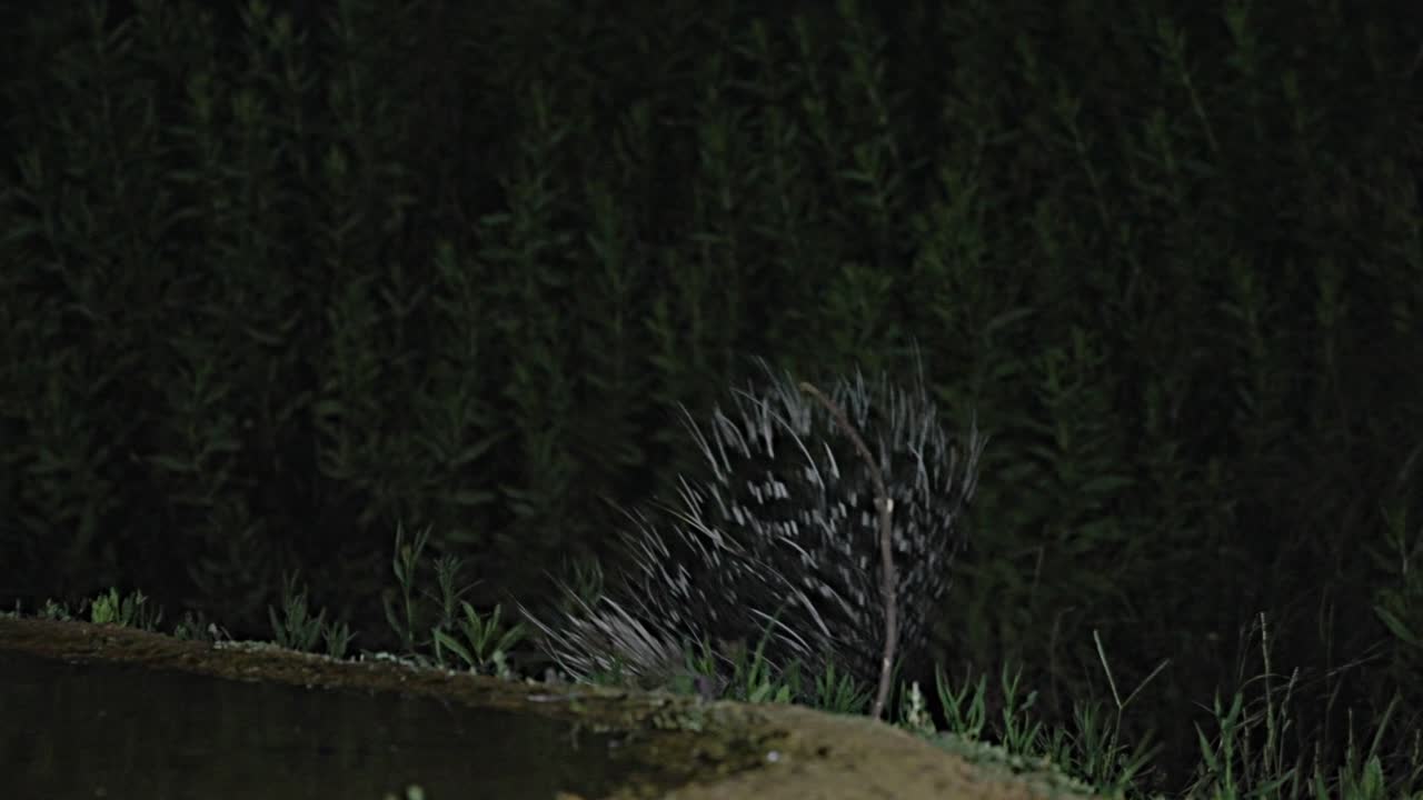 Indian Crested Porcupine is drinking at night from a natural spring