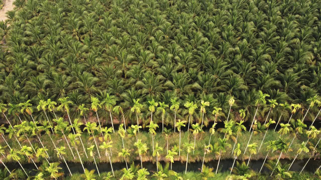 ⁇ 나무 꼭대기는 초록색과 노란색입니다.