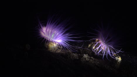 anemone di mare rosa fluorescente