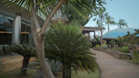 Static-shot-of-Sago-palm-tree-while-raining