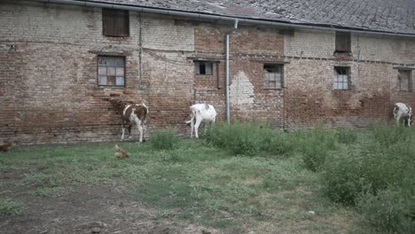 cattle and chicken feeding in the rural farm