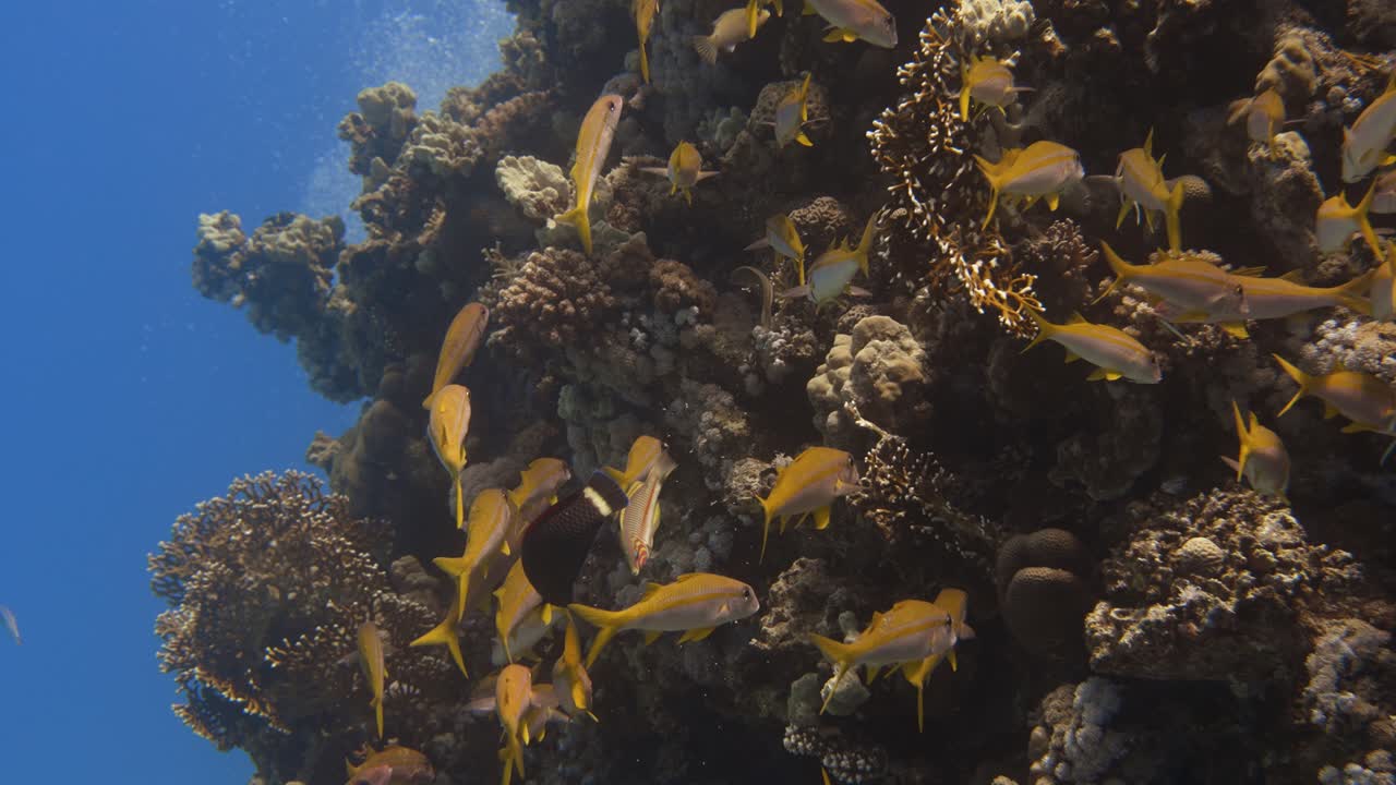 group of fish swimming close to a coral wall with bubbles from divers in the background in 4k