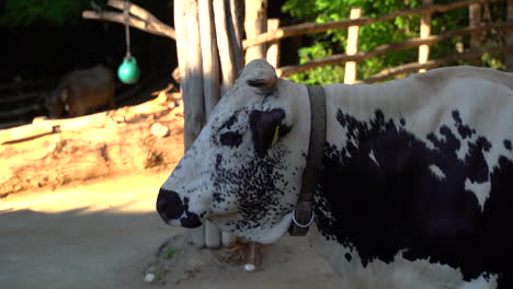 portrait shot of black and white cattle cow on farm