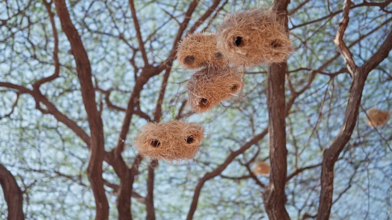 Cluster of woven bird nests suspended from tree branches showing intricate natural construction and nesting behavior
