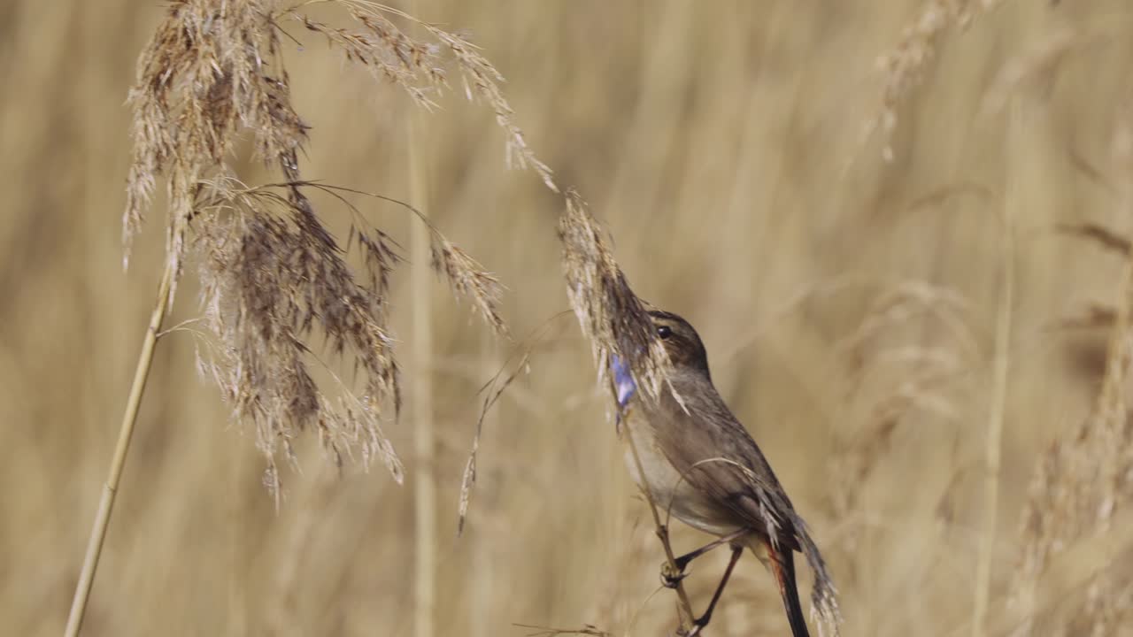 pechiazul encaramado y cantando en los bosques de juncos secos