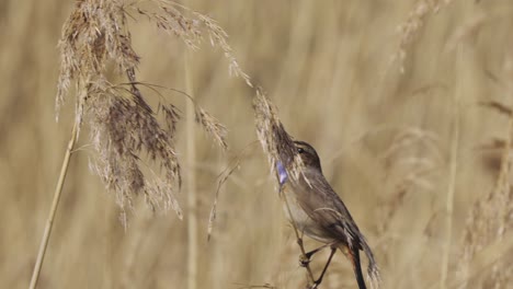 bluethroat perched and singing in the dry reed woods